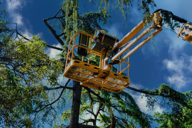 Why Choose Our Tree Removal Services in Bend, OR?