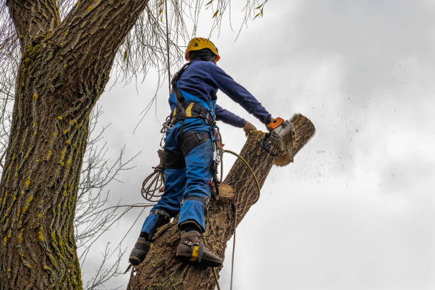 Best Weed Control  in Bend, OR